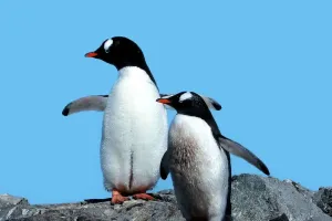 Iubirea pinguinilor