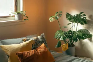 Cây cảnh cho phòng ngủ ngon