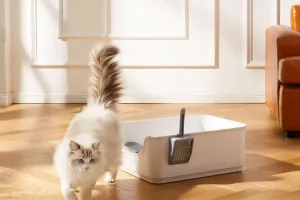 Chăm sóc khay cát cho mèo