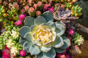 Секреты суккулентов