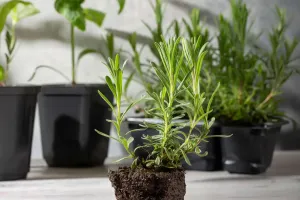 Домашний сад