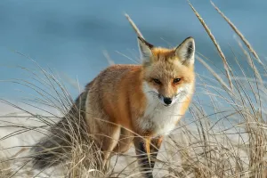 Rotfuchs: Überleben