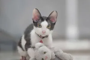 Pets com menos despesas