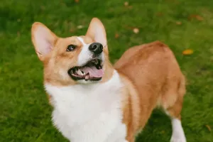 Corgi Büyüsü