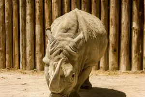 Badak Si Fosil Hidup