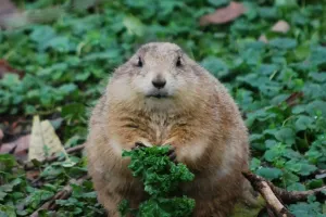 Thế giới của sóc thảo nguyên