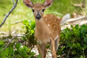 Loài hươu nhỏ nhất thế giới