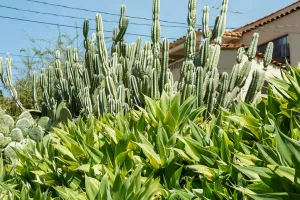 Segredo das plantas fortes