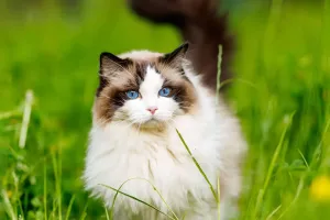 Obesidade felina em alta