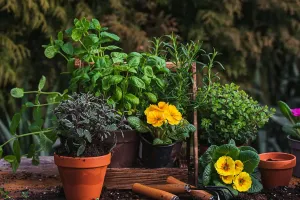 Repotting Made Easy