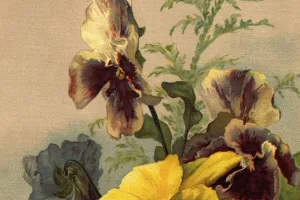 Les pensées : stars