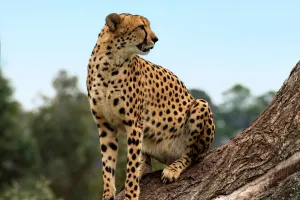 Sự thật cú lao của báo săn