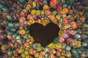 Tại sao lá cây bị vàng?