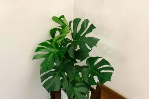 Cây sống lâu nhờ đâu?