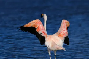 Secretul flamingilor