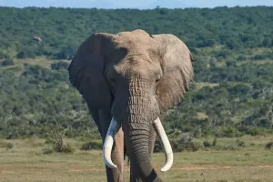 Memoria elefanților