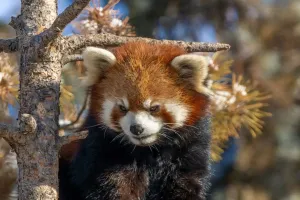 Sự thật về gấu trúc đỏ