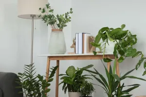 Plantas que curam a mente