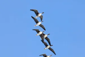 Navigația păsărilor