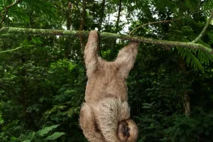 Sự thật bất ngờ về loài lười