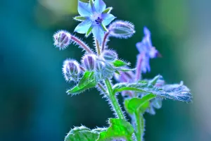 Flores que dão sabor