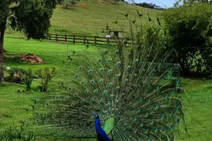 Pfauenschwanz Geheimnis