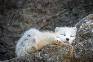 Cách cáo Bắc Cực săn mồi