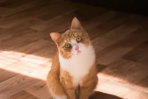 Giải Mã Ngôn Ngữ Loài Mèo