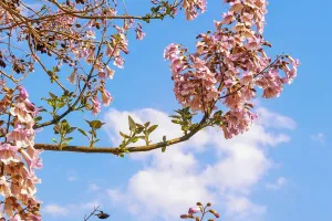 Nu planta acest copac