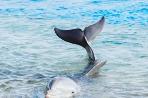 Un géant marin protégé