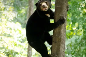 Si Kecil Beruang Madu