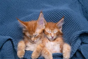 Mẹo chọn giường cho thú cưng