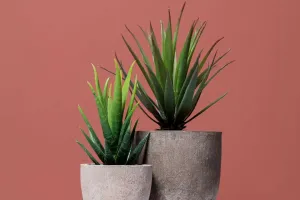 Plantas que acalmam a mente