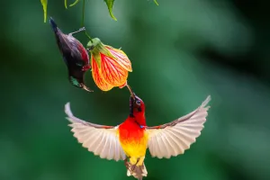 Bestäuber schützen