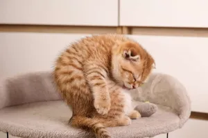 Evcil Hayvan Aksesuarları