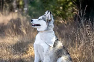 Trị chứng phá nhà của Husky