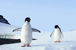 Cách chim cánh cụt nuôi con