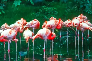 Rosa Flamingos