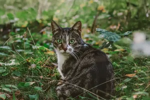 Bí mật ánh nhìn mèo