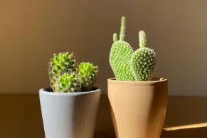 Kaktuspflege leicht