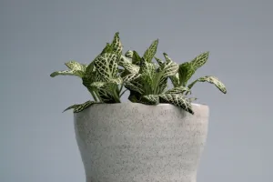 Segredos da fitônia perfeita