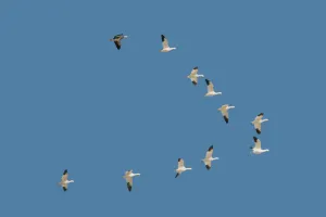 Hành trình của loài chim