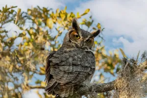 Great Horned Owl Facts