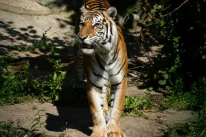 Regreso de los Tigres