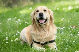 Origen de los Perros