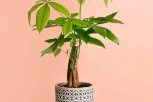 Por que amar plantas?