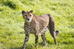 Gepards: ātruma karalis