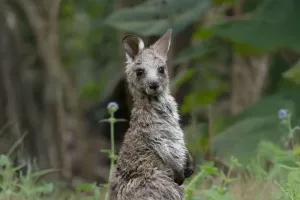 Đuôi kangaroo có gì đặc biệt