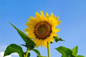 Tournesols étonnants