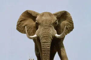 Der magische Elefantenrüssel